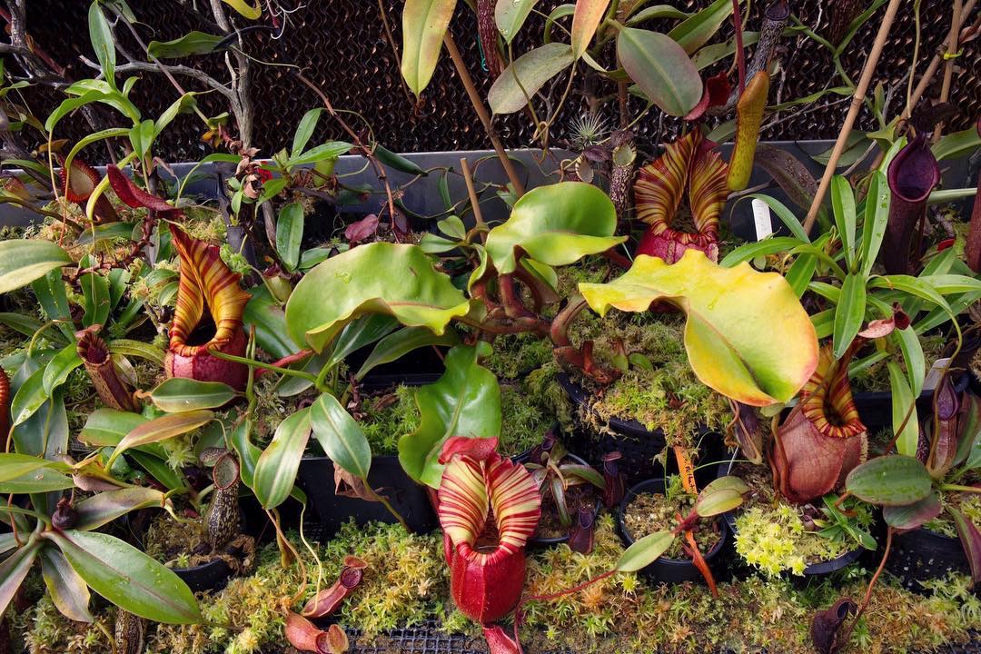  p> b>维奇猪笼草(nepenthes veitchii) /b>原产于婆罗洲.