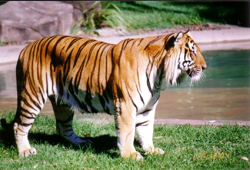  p>老虎的身型庞大,肩高可达1米,体长150-290cm,现存虎亚种当中体型以