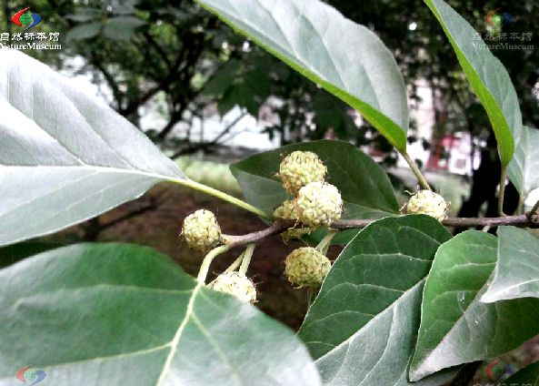  p data-id="gn3qqfilkk">拓树bk是属于桑科拓树属植物,产于保康,主要