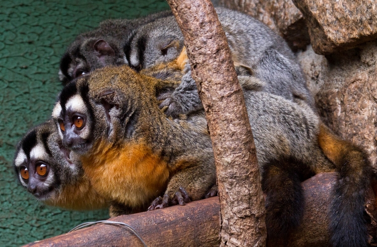  p>夜猴(学名: i>aotus trivirgatus /i>):体长240-370毫米,尾长316