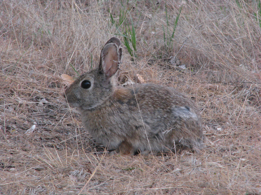 nuttalls cottontail