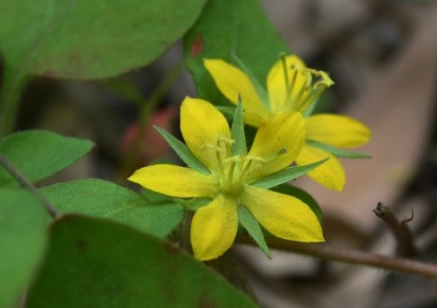  p>点腺过路黄,中药名.