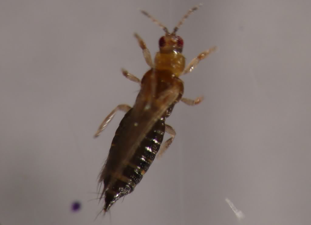  p>昆虫名,为缨翅目,蓟马科.