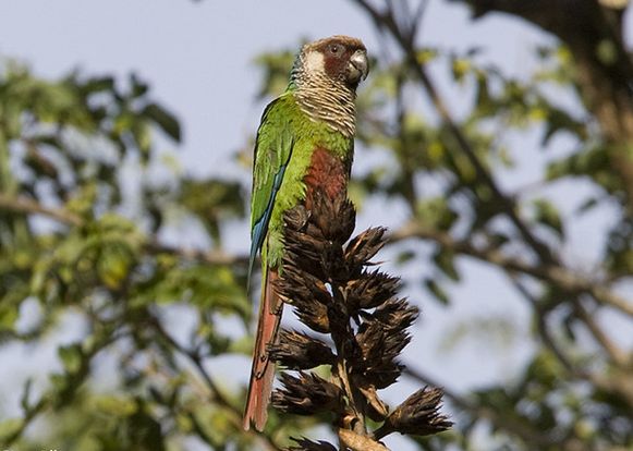  p>灰胸锥尾鹦鹉(学名:pyrrhura griseipectus)是典型的 a href="#"