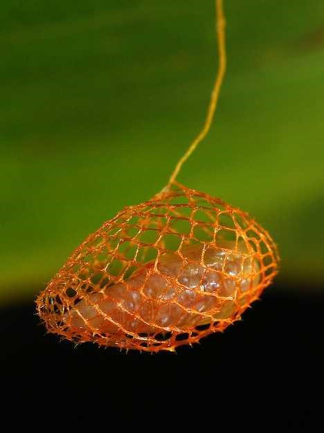  p>蟹黄水晶毛虫,俗称"宝石毛毛虫"是一种生活在墨西哥热带雨林名叫"
