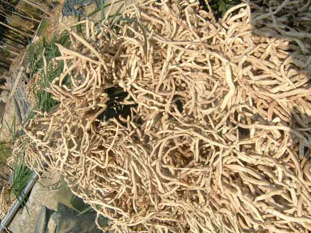 兰花根