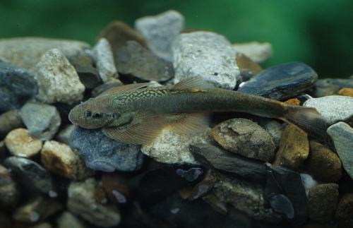 et pope, 1927),为 a href="#">平鳍鳅科 /a>爬岩鳅属的一种鱼类