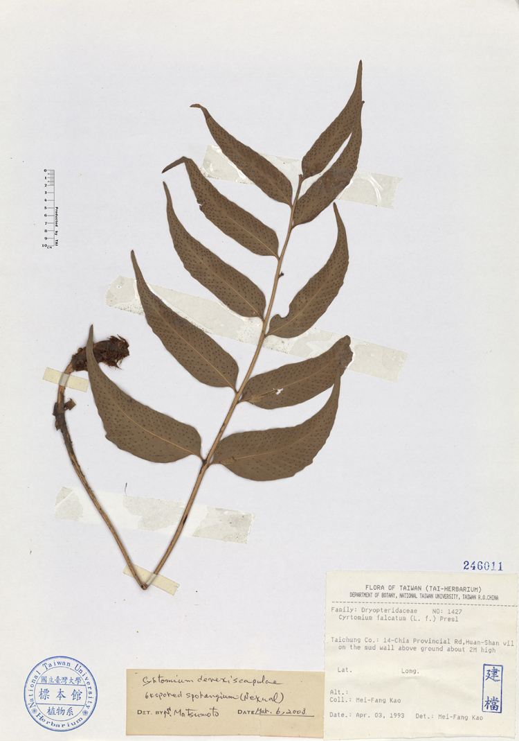  p>披针新月蕨植株高1-2米.