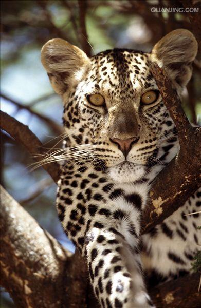 panthera pardus pardus