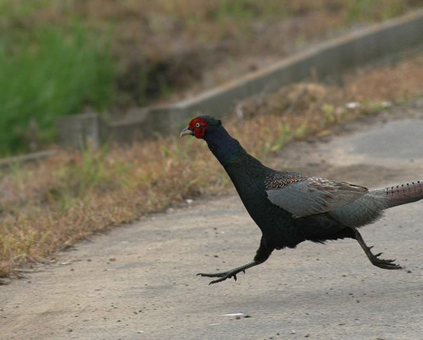  p>绿雉(学名: i>phasianus versicolor /i>):属于大型 a target="