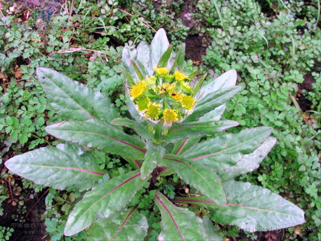  p data-id="gnaq7y5uf1">黔狗舌草( i>teph