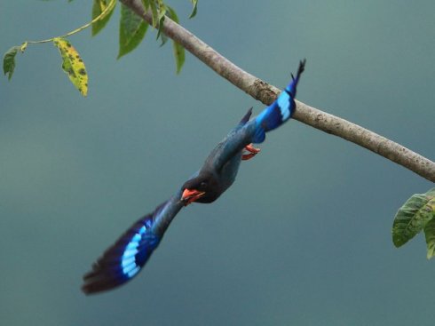  p>三宝鸟(学名: i>eurystomus orientalis /i>)佛法僧科三宝鸟属的