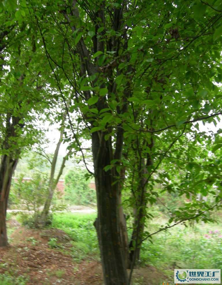  p>青檀,(拉丁学名:pteroceltis tatarinowii maxim.