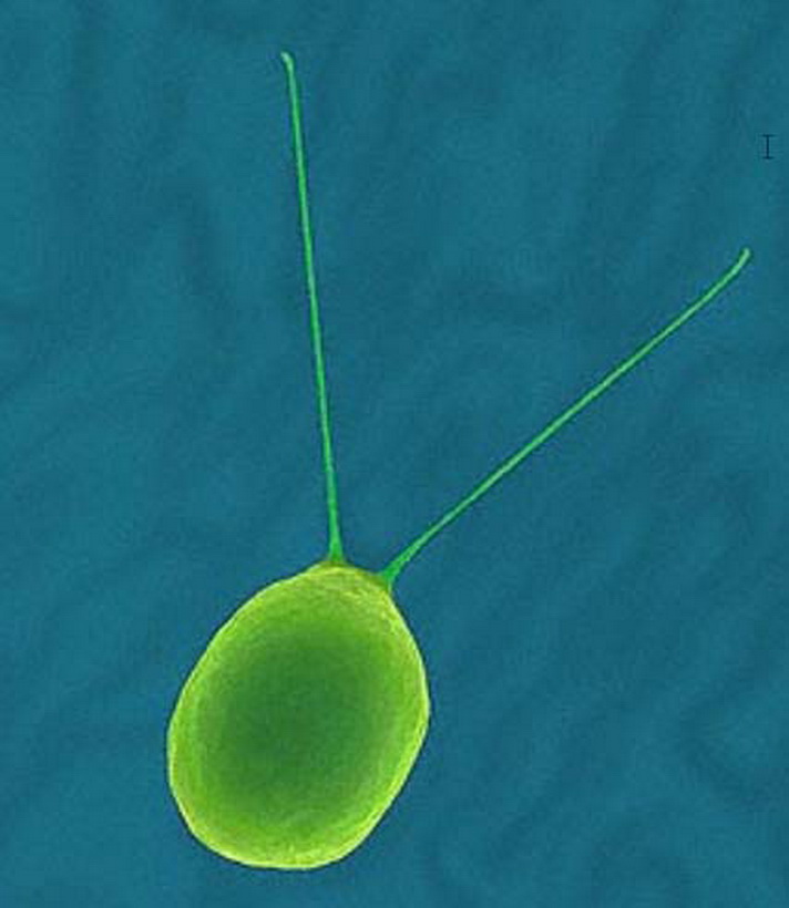 就是指 a href="#" data-lemmaid="5267149">浮游藻类 /a>,包括蓝藻门