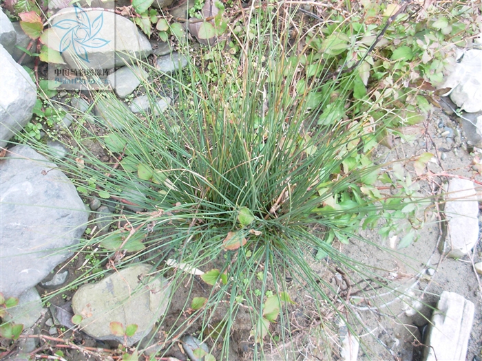 juncus setchuensis buchen.