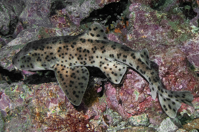  p>瓜氏虎鲨(学名:heterodontus quoyi)是虎鲨属(heterodontus)的一种