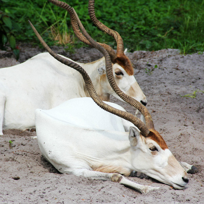沙漠中的羚羊,蹄呈扇