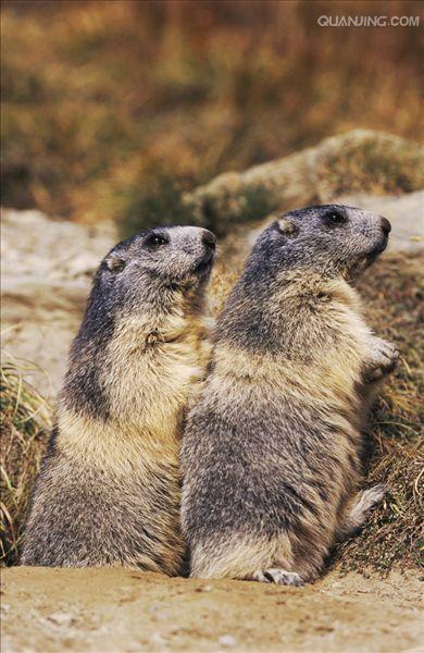  p>喜马拉雅旱獭(学名: i>marmota himalayana /i>)别名哈拉, a href=