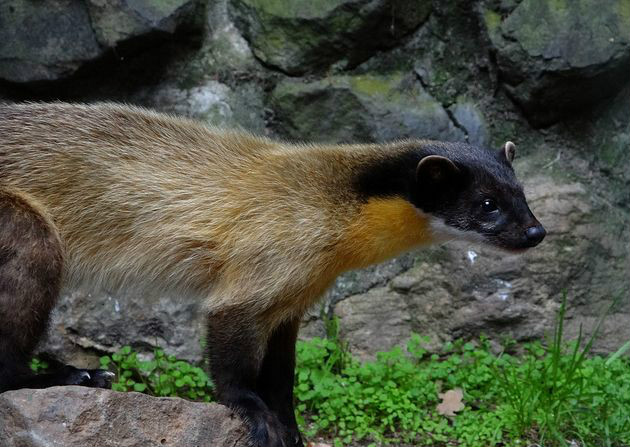 martes flavigula aterrima