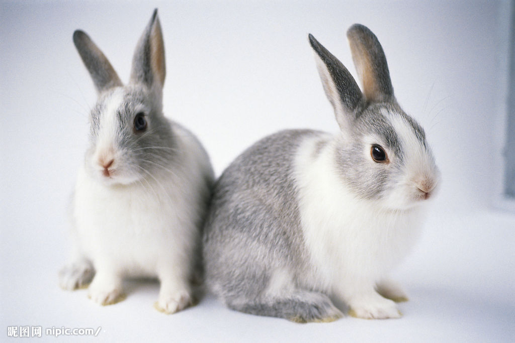  p>四川白兔属 a target="_blank" href="/item/中国白兔/4442963"