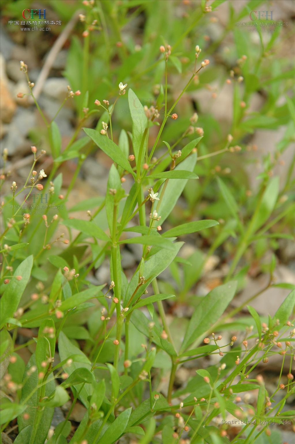  p>粟米草科(molluginaceae), a target="_blank" href="/item/双子叶