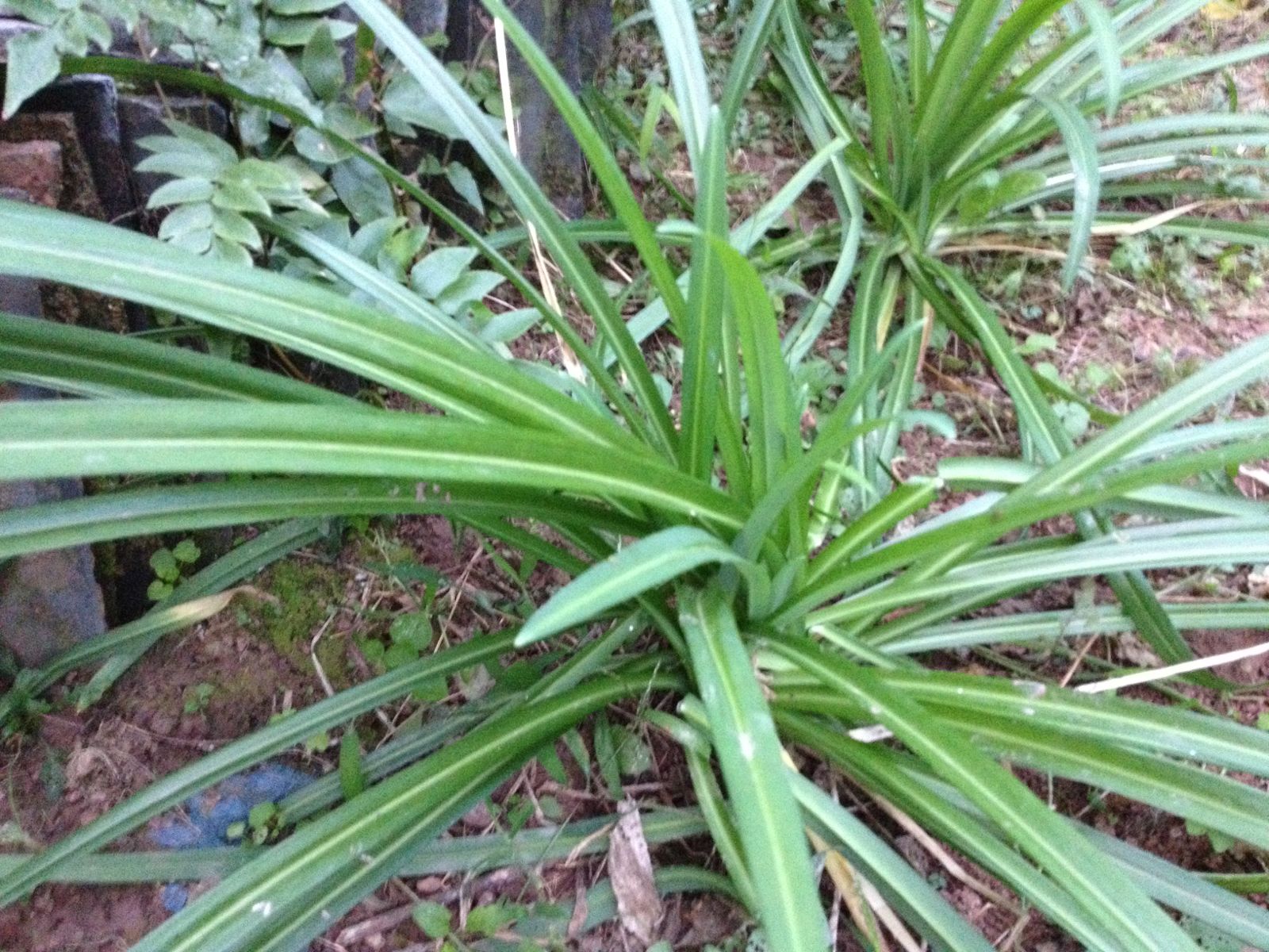  p>宽叶韭(学名: i>allium hookeri /i> thwaites)是百合科,葱属