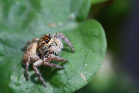  p data-id="gnwt6qk4a8">蝇虎跳蛛既是跳蛛,在中国南方广东福建沿海