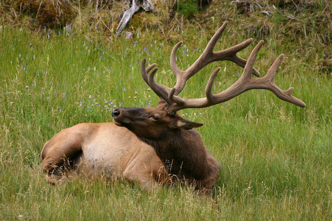 cervus elaphus barbarus