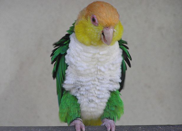 金头凯克鹦鹉