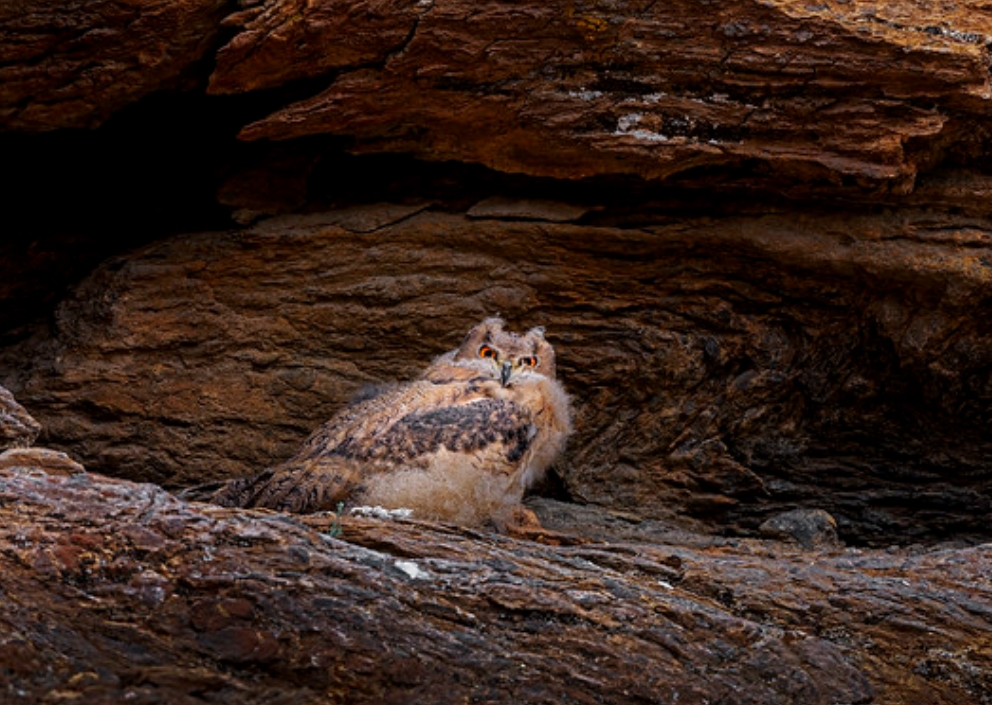  p>毛腿雕鸮(学名: i>bubo blakistoni /i>):是鸱鸮科,雕鸮属的大型 