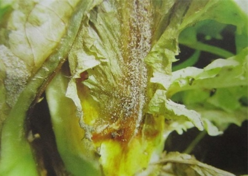 莴苣灰霉病