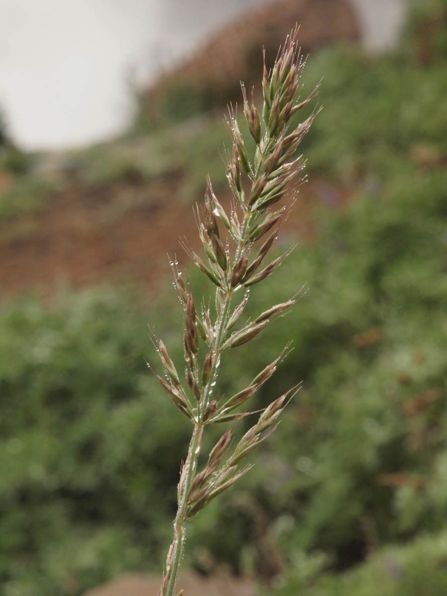 是禾本科,羊茅属多年生植物.