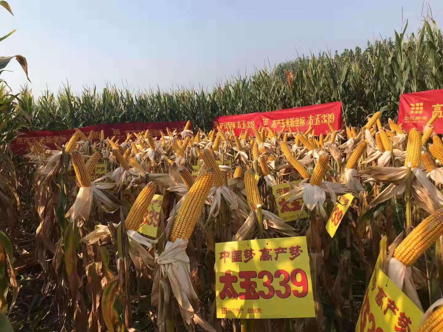 太玉339