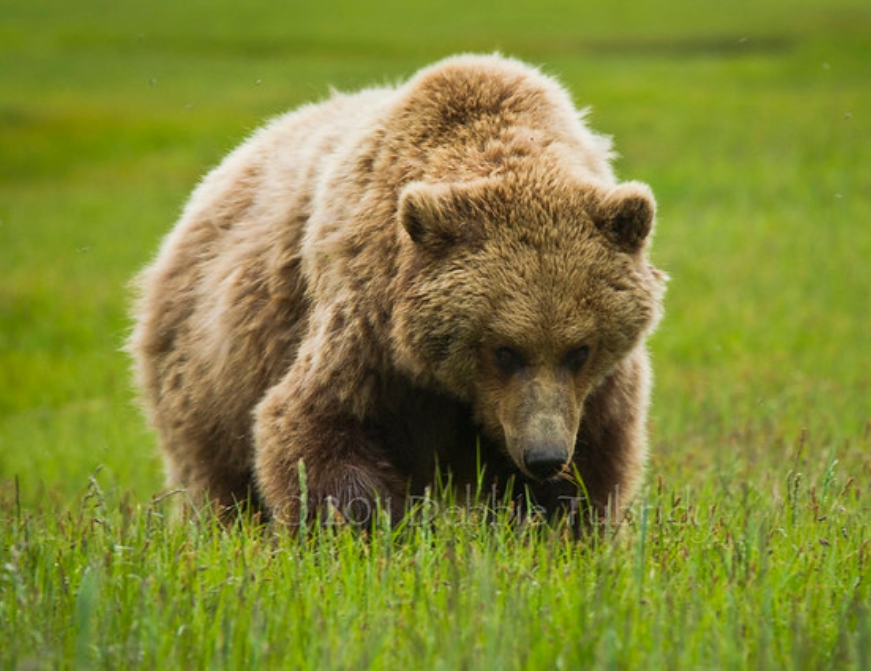  p>多尔岛棕熊(学名: i>ursus arctos dalli /i>):是熊科,熊属动物