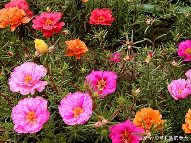 想让盆栽太阳花多花开 做好5件事 太阳花开花多色彩鲜艳 百科ta说