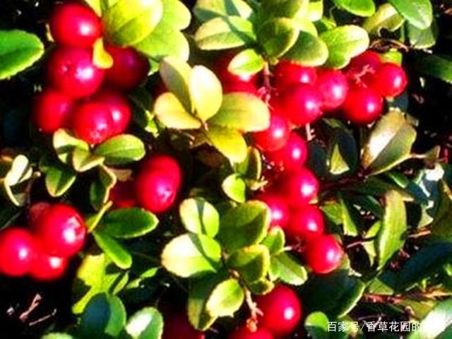 北国红豆 蔓越莓 可以连续结果几十年 养不活主要是气候原因 百科ta说