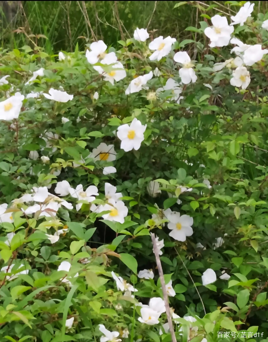 原色花卉病害虫百科 7 又见金樱子花_百科TA说