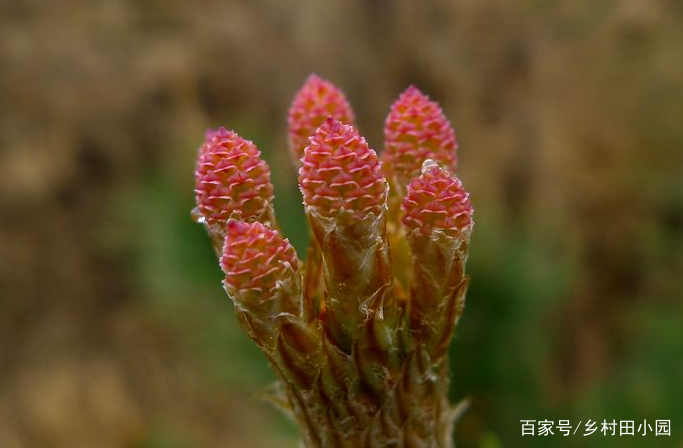 你知道这是什么花吗？其实，你家山上就有，只是没有在意_百科TA说