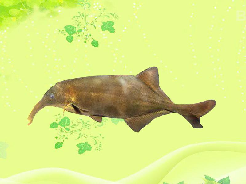 楚氏弯颌象鼻鱼