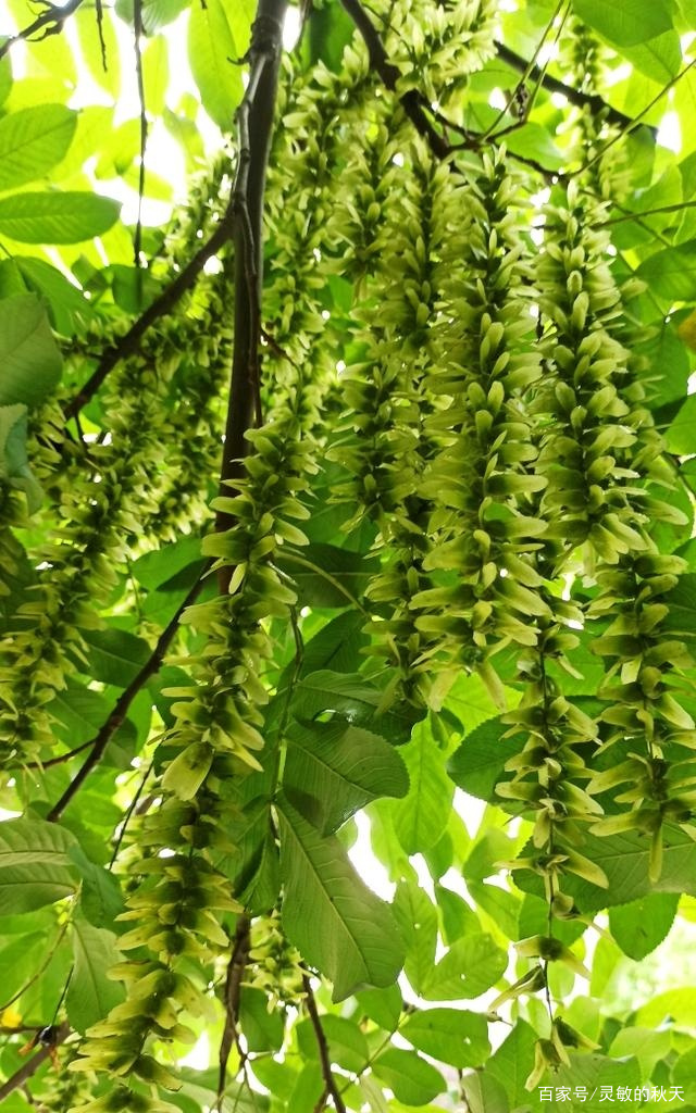 照片：枫杨花，只有我青翠像垂柳，一串相思像当年_百科TA说