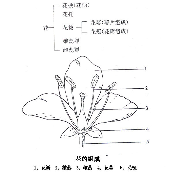 花 居然还是一种器官 百科ta说