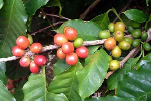 阿拉比卡小粒种