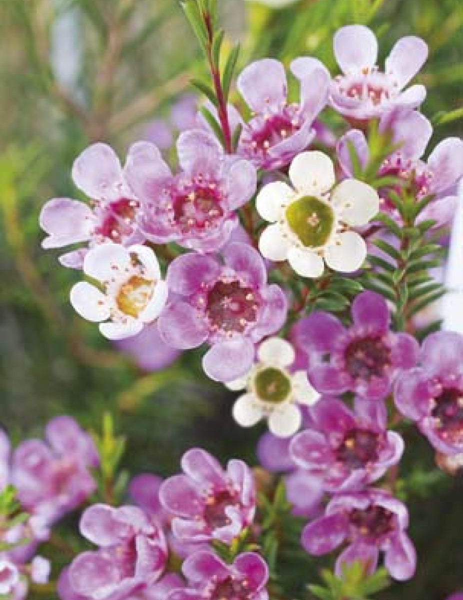  p>蜡花(学名: i>chamelaucium uncinatum /i> schauer)是桃金娘科,风