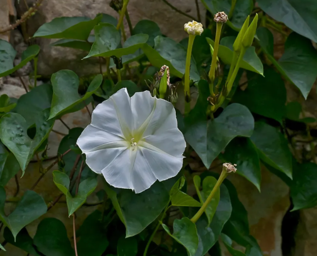 为什么说月光花是月亮的化身 百科ta说