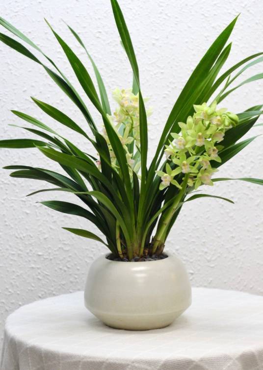 香兰（兰科香兰属植物）_百度百科