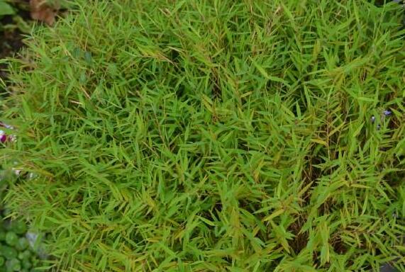 属/1349992" data-lemmaid="1349992">臭草属 /a>植物臭草 i>melica