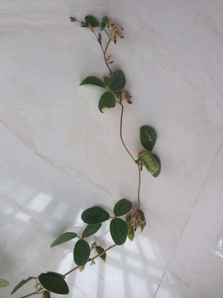 蔓草虫豆