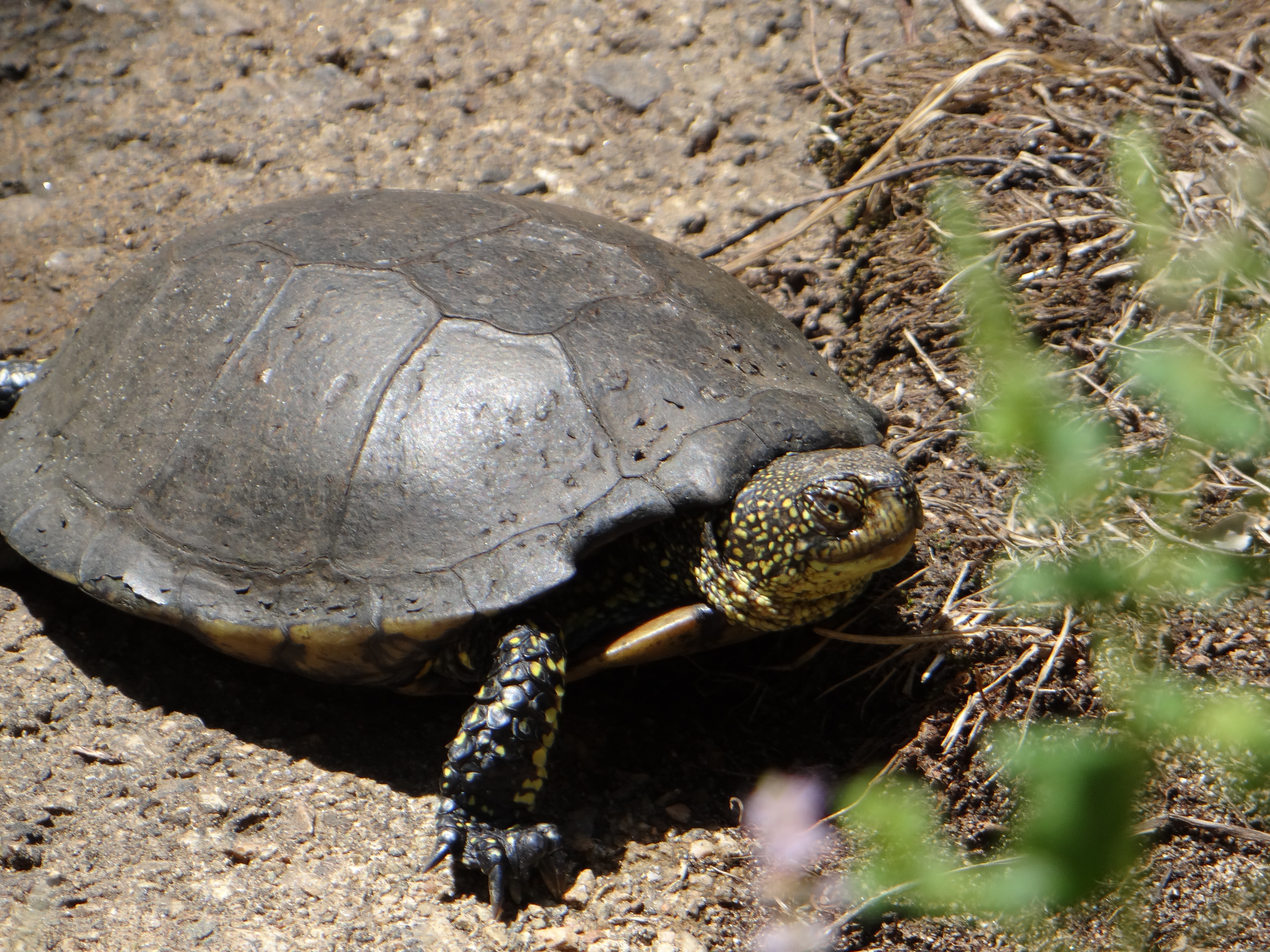 (学名: i>emys orbicularis /i>)是龟科,泽龟属典型的中小型水栖龟类