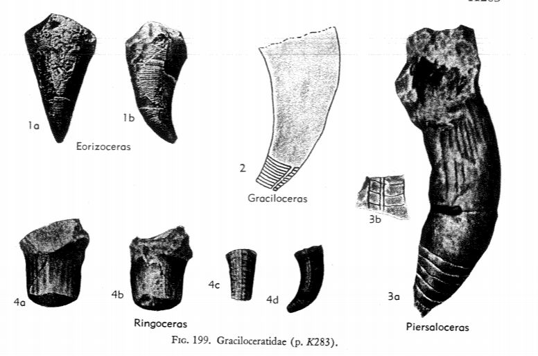  p>箭钩角石目(oncocerida)多为外腹式的短壳