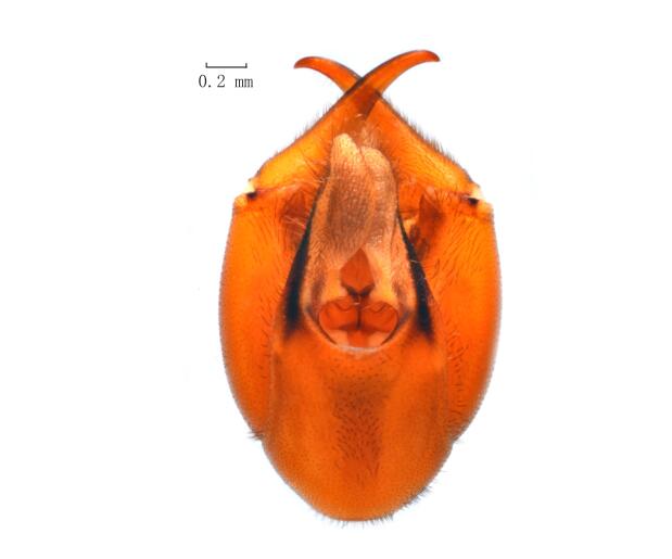  p>杨氏新蝎蛉(学名: i>neopanorpa youngi /i>)是蝎蛉科,新蝎蛉属